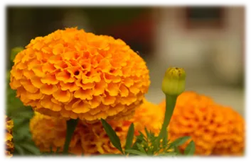 Omega 369 Lutein Softgel